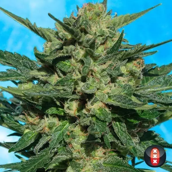 White Russian Auto di Serious Seeds