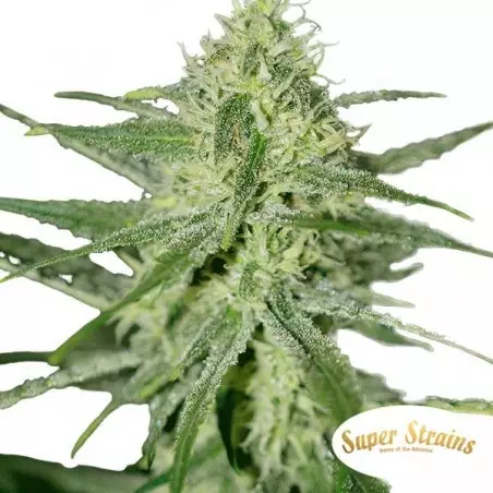 Automatic Fini di Super Strains Seeds.