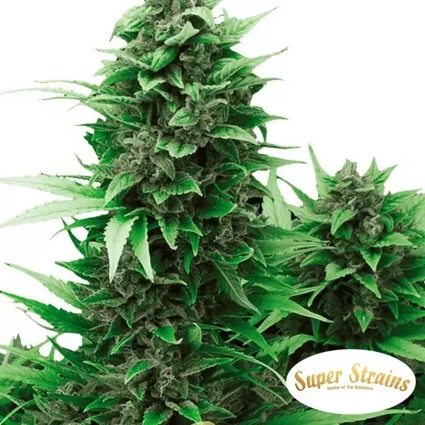 Turing Auto Turing Auto del banco Super Strains Seeds.