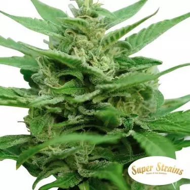 DFA Autoflowering Super Strains Seeds.
