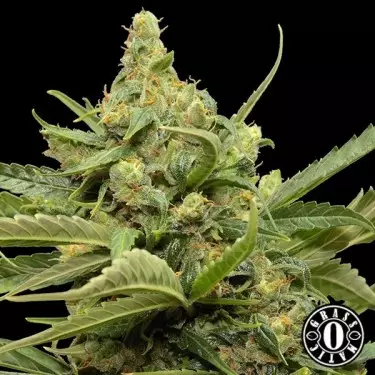 Maxi Gom di Grass-o-Matic femminizzata