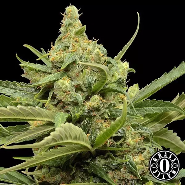 Visualizzazione Maxi Gom di Grass-o-Matic femminizzata