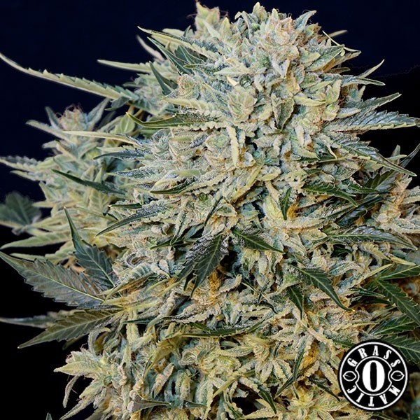 Sugar Gom di Grass-o-Matic femminizzata