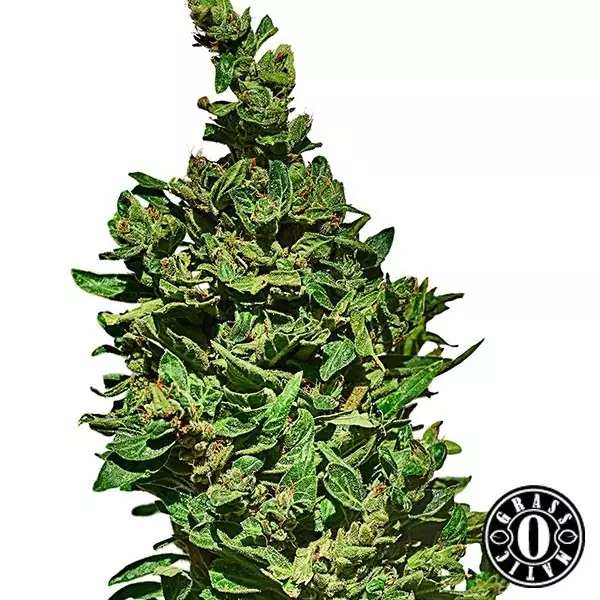 Visualizzazione Med Gom autofiorente di grass-o-matic