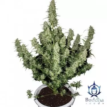 Magnum varietá autofiorente Buddha Seeds