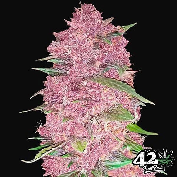Visualizzazione Purple Lemonade Auto del banco Fast Buds