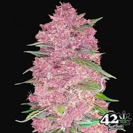 Purple Lemonade Auto del banco Fast Buds