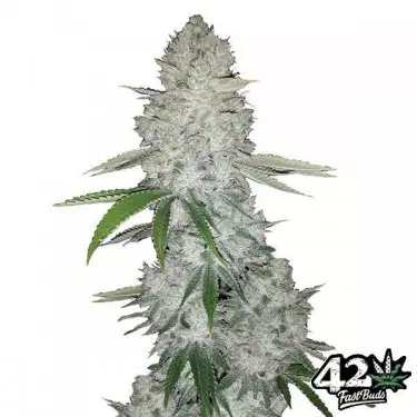 Gorilla Auto semi del famoso banco Fast Buds