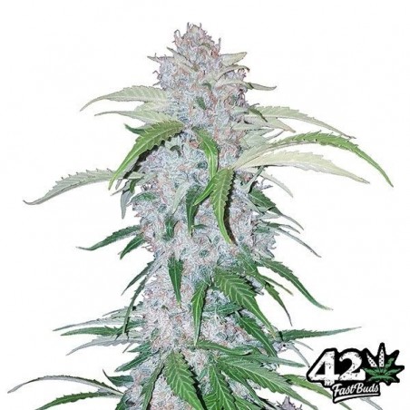 Six Shooter Auto femminizzata Fast Buds