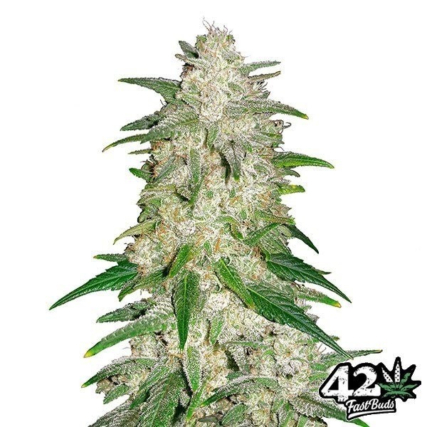 Visualizzazione Gelato Auto di Fast Buds American Autoflowers
