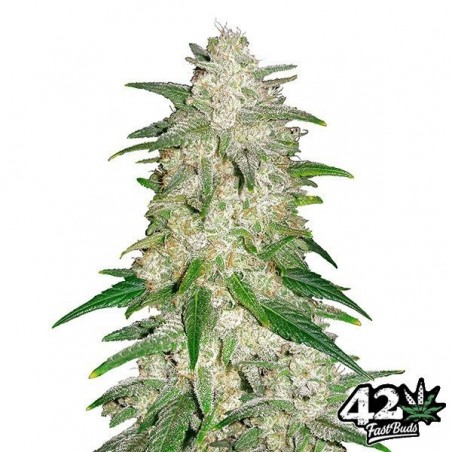 Gelato Auto di Fast Buds American Autoflowers