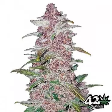Black Berry Auto femminizzata Fast Buds