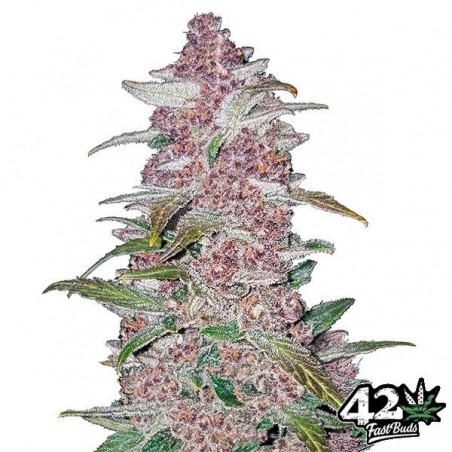 Black Berry Auto femminizzata Fast Buds