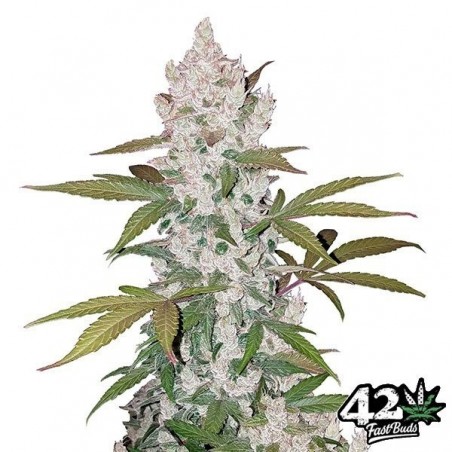 Cookies Autofiorente del banco Fast Buds