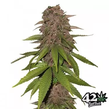 C4 Autofloreciente femminizzata Fast Buds