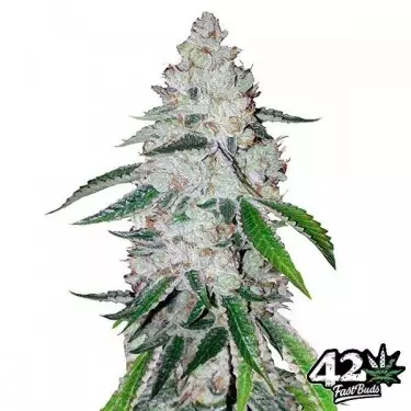 West Coast Og Auto femminizzata Fast Buds