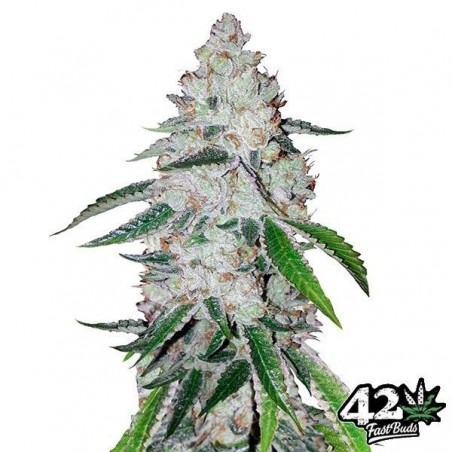 West Coast Og Auto femminizzata Fast Buds