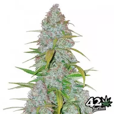 Californian Snow Auto fem. di Fast Buds