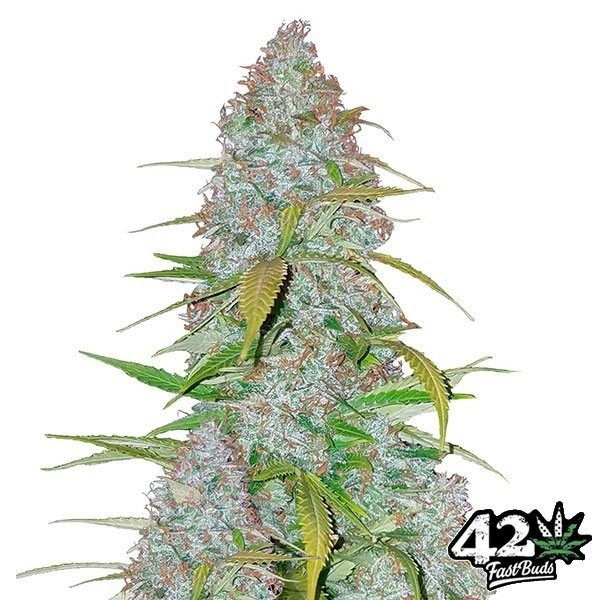 Visualizzazione Californian Snow Auto fem. di Fast Buds