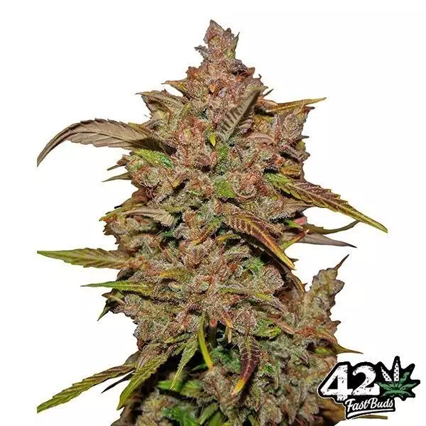 Crystal Meth Auto femminizzata Fast Bud