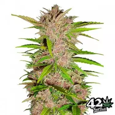 Fastberry Auto femminizzata Fast Buds