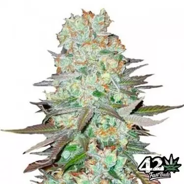 G14 Auto Cannabis Plant