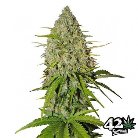 Grapefruit di Fast Buds American Autoflowers