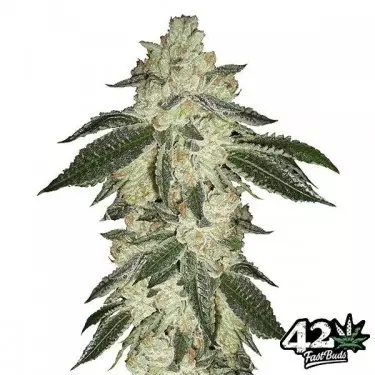 Green Crack di Fast Buds American Autoflowers