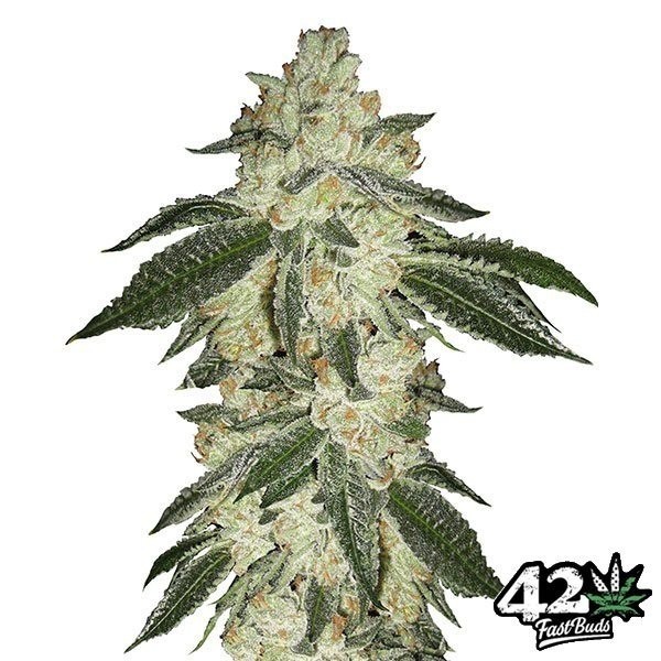 Visualizzazione Green Crack di Fast Buds American Autoflowers