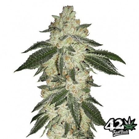 Green Crack di Fast Buds American Autoflowers