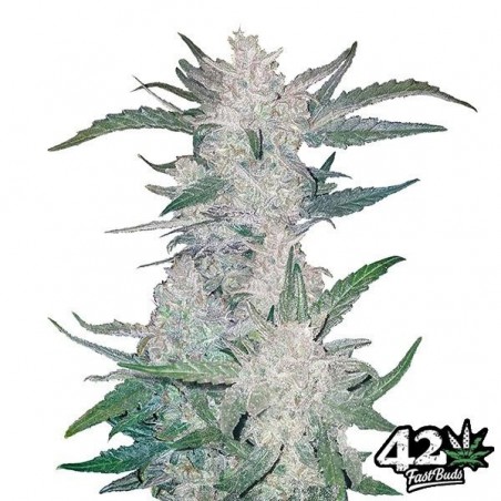 Mexican Airlines di Fast Buds Autoflowers