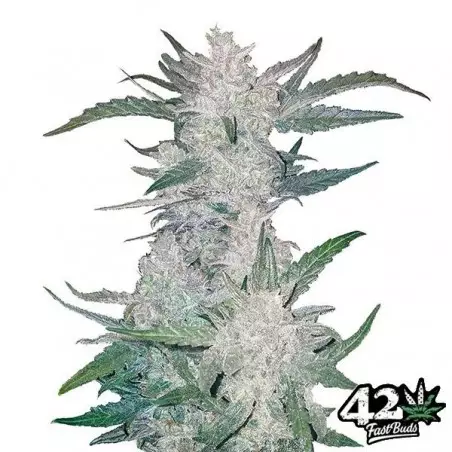 Mexican Airlines di Fast Buds Autoflowers