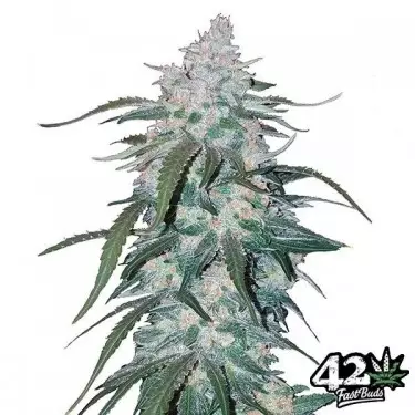 Pineapple Express di Fast Buds Autoflowers