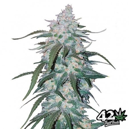 Pineapple Express di Fast Buds Autoflowers