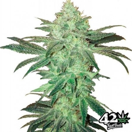 Stardawg Auto di Fast Buds semi auto