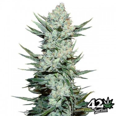 Tangie Auto