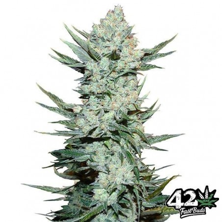 Tangie Auto di Fast Buds American Autoflower