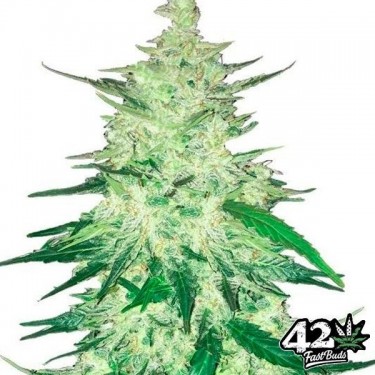 CBD Auto 1:1 (CBD Crack)