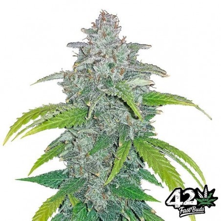 Blue Dream Matic Fast Buds Autofiorente.