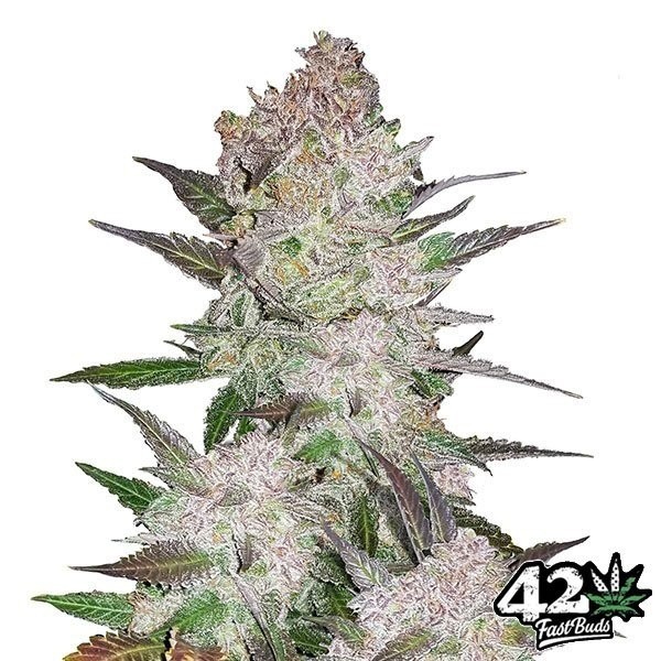 Visualizzazione Cream Cookies Auto del banco Fast Buds.