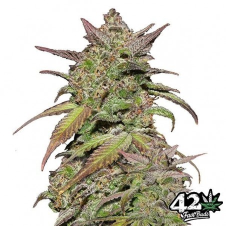 Semi Smoothie Auto del banco Fast Buds.