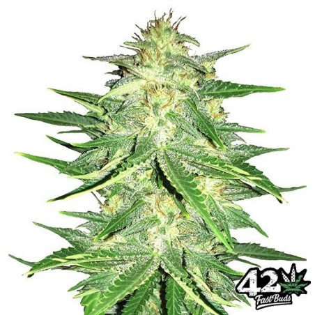 Lemon AK Auto Fast Buds American Autoflowers.