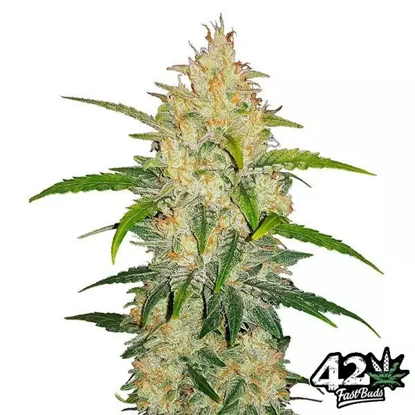 Visualizzazione Zkittlez Auto Fast Buds American Autoflowers.