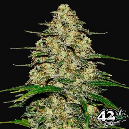 Wedding Cheesecake Auto del banco Fast Buds