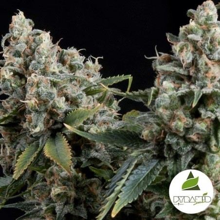 Auto Tutankhamon di Pyramid Seeds fem.