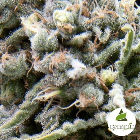Auto White Widow di Pyramid Seeds fem.