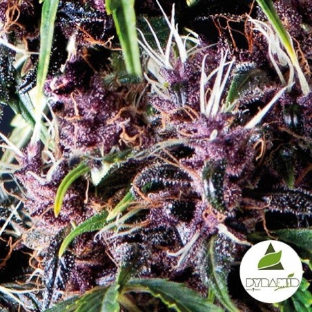 Auto Purple di Pyramid Seeds femminizzata