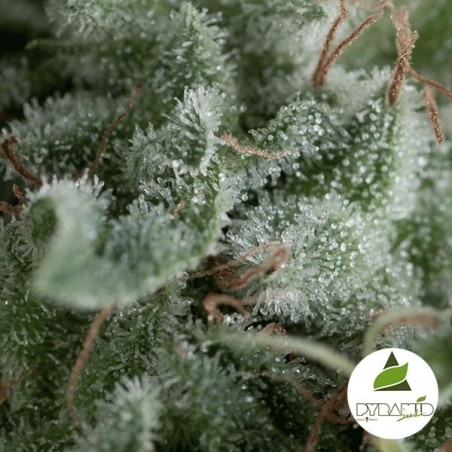 Auto Nefertiti di Pyramid Seeds fem.
