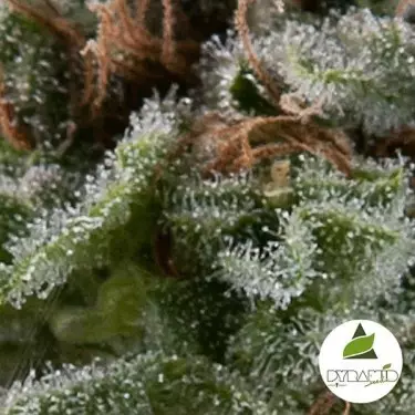 Auto Lennon di Pyramid Seeds femminizzata