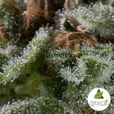 Auto Lennon di Pyramid Seeds femminizzata